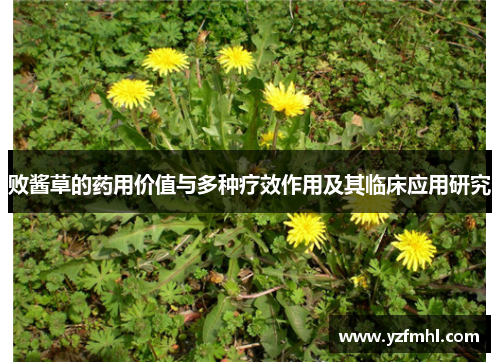 败酱草的药用价值与多种疗效作用及其临床应用研究