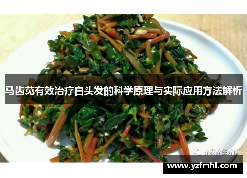 马齿苋有效治疗白头发的科学原理与实际应用方法解析